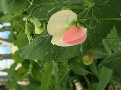 画像：仕事の様子 きぬさやの花